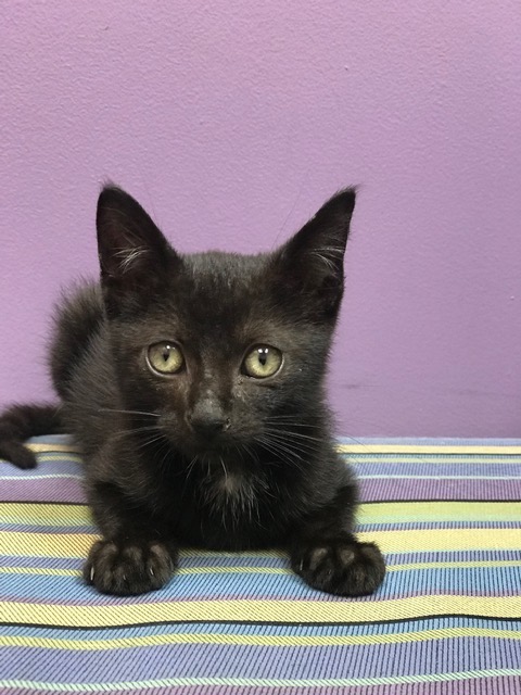 BatBoy the Ringworm Kitty